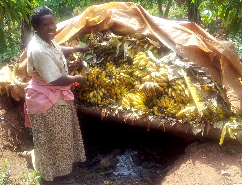 The bananas are harvested green and artificially ripened. One method is by putting them in a shallow pit in the ground and covering them with banana leaves and soil to generate enough heat to accelerate ripening. Another is to arrange the fruits on a wooden rack placed over a cooking hearth (see photo). The fruits are covered to avoid desiccation during smoking, a process that typically takes 6 days and from which they emerge yellow. (Photo by Anne Rietveld)