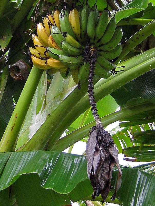 In Uganda, the preferred cultivar for brewing beer is ‘Kayinja’, a Pisang Awak type appreciated for its hardiness and the type of juice it produces. However, like all other cultivars it is susceptible to a bacterial disease commonly known as BXW for banana Xanthomonas wilt; with the added twist that insects, which are a vector of the bacteria, are especially attracted to the sweet nectar produced by its flowers. Although cultural methods exist to prevent infections, growers of beer bananas were not used to take much care of their plants when the epidemic started. As a result, the production of beer bananas has been severely impacted. Other popular cultivars in the region are ‘Kisubi’ (a Ney Poovan type), ‘Yangambi km 5’ and various FHIA improved hybrids. (Photo by Pascale Lepoint)