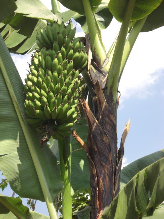 Mbidde cultivars, such as Entundu on the photo, are unpalatable even when cooked. They produce bitter astringent fruits that are high in tannins and secrete a brown sticky latex, hence their only use for making beer. Entundu is grown in Uganda, Burundi, Rwanda, Tanzania and DRC, but like the other EAHB beer cultivars, its popularity is on the wane. Nowadays most brewers use cultivars that were introduced in more recent times and that, unlike mbidde cultivars, are also eaten raw or cooked. They are only called beer bananas because they are often used to make beer. (Photo by Deborah Karamura)