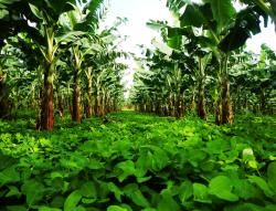Bananas grown with a cover crop of Arachis pintoi in Guadeloupe. (Photo, CIRAD)