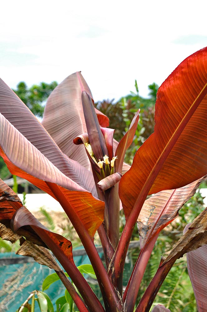 The team saw three types of red leaves banana plants, including this bright red one which they named ‘Glenda’s Red’ after the woman who kindly agreed to share suckers from her garden. She said that the plant started being seen after the civil war, which ended in 1997, as a reminder of the blood that had been shed. Grown as an ornamental (the fruit is said not to be edible), the plant does not seem to have a local name. (Photo by Gabriel Sachter-Smith)