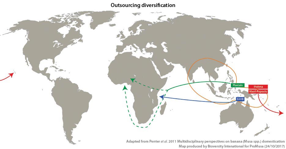 Ancient movements of ancestral bananas out of the crop’s centre of origin (the area delineated by the orange line). The dotted green lines show the possible routes that the ancestors of the African Plantains may have taken to reach western Africa.