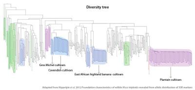 Diversity tree constructed with genebank accessions of cultivated bananas and some of their wild ancestors (in green).