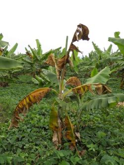 A banana plant infected with BXW and its attached sucker. (Photo by Guy Blomme)