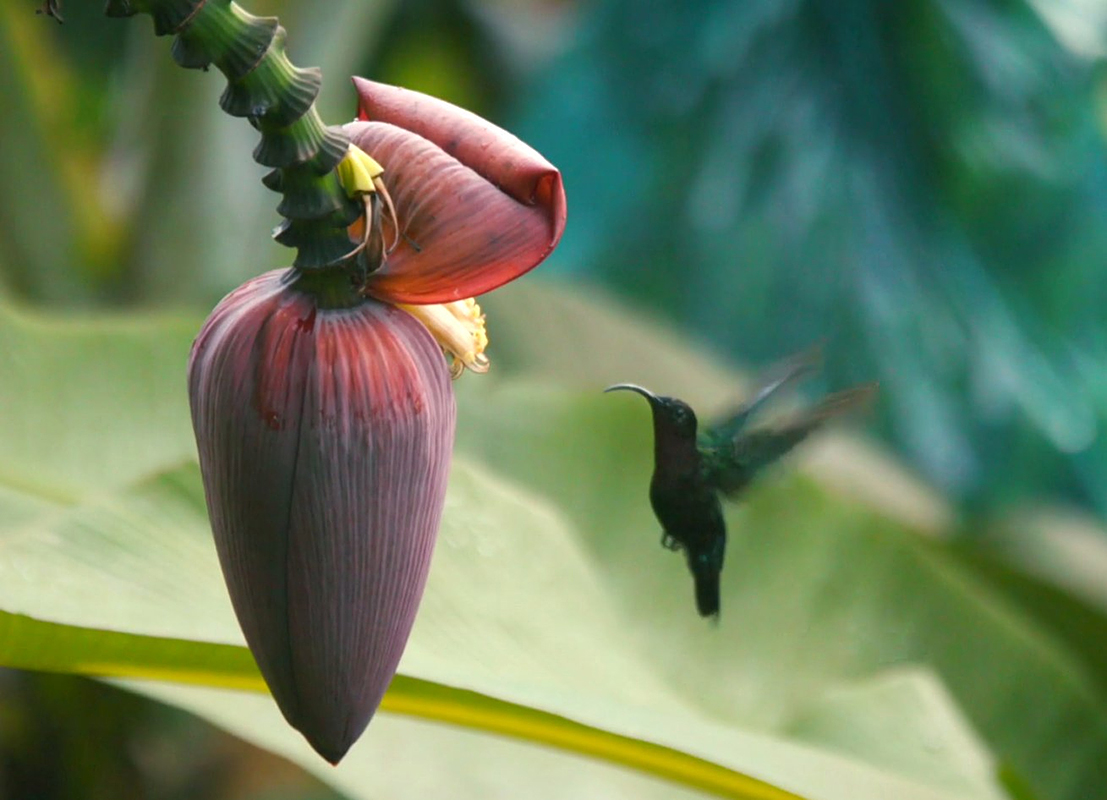 The study found a positive link between the application of agroecological approaches and biodiversity. For example, the average number of bird species, 7, was up compared to a previous study that reported an average of 3 species. Scientists also observed a correlation between the presence of certain species and the development stage of the banana plants. Hummingbirds, for one, were very territorial during flowering, chasing other hummingbirds away. They were less often observed at other times and tended to ignore each other. (Photo: UGPBAN)