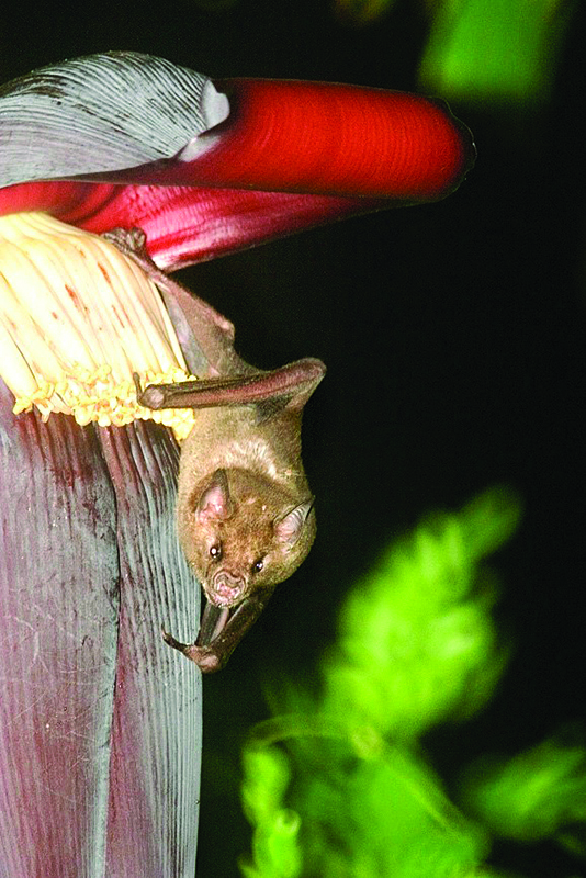 Seven of the 13 species of bats known to be present on the islands were observed in the banana plantations. One of them is the leaf-nosed bat, ''Brachyphylla cavernarum''. This Antillean fruit-eating bat has a varied diet that also includes pollen, nectar and insects. (Photo: Y. Bercion, ASFA)