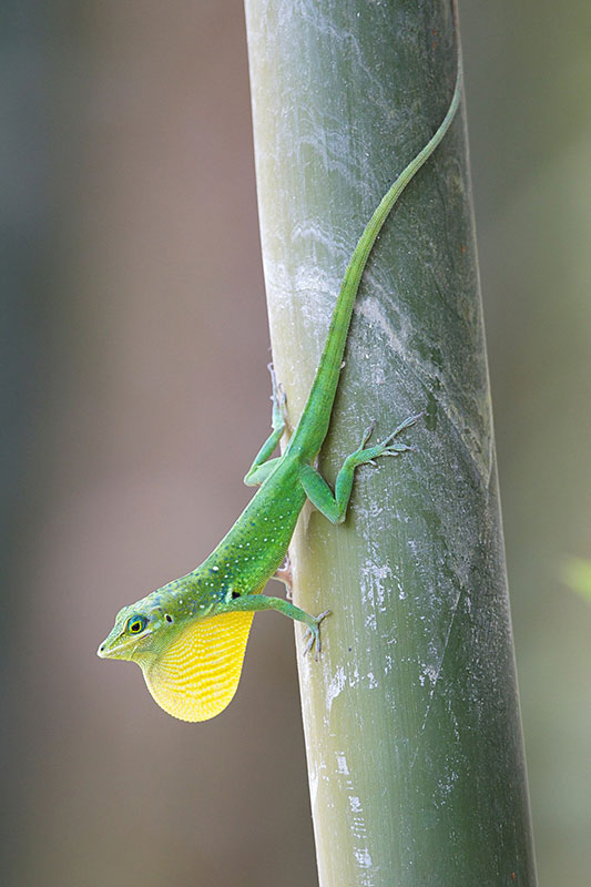 On each island, a different species of anole lizard was observed: ''Anolis roquet'' in Martinique and ''Anolis marmoratus'' in Guadeloupe. During the day, adult anole lizards, especially reproductive males, were found on the [http://www.promusa.org/Morphology+of+banana+plant#Pseudostem|pseudostem] defending their territory or on the look-out for prey. In contrast, juveniles, and some females, were found on the ground, where they hunt in the litter. (Photo: UGPBAN)