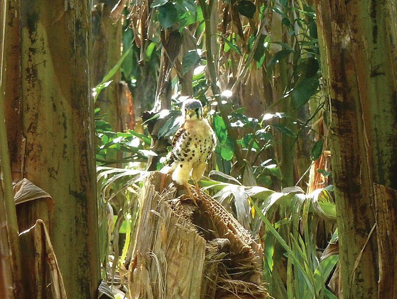 In total, 24 species of birds were inventoried inside the banana fields and at their edge, including the American kestrel, ''Falco sparverius'', the smallest and most common falcon in North America. Its diet typically consists of insects, lizards, frogs, and small birds and rodents. (Photo: UGPBAN)