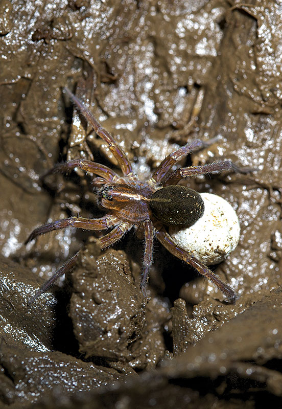 Spiders were generally abundant in the surveyed banana fields. Being generalist predators, their role in regulating the populations of pests that feed on banana plants is unclear. Wolf spiders (''Lycosidae'' sp.) do not spin webs, chasing insects on the ground instead. The female in the photo is carrying an egg sac. (Photo: UGPBAN)