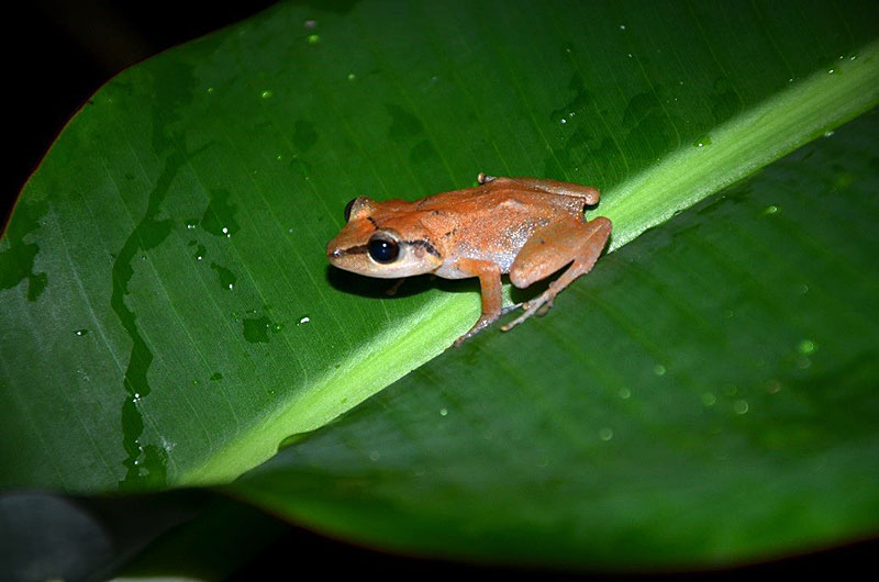 The scientists observed four species of amphibians, including the native Martinique robber frog, ''Eleutherodactylus martinicensis'', considered as a [http://www.iucnredlist.org/details/56747/0|near threatened species by the IUCN]. The permeable skin of amphibians makes them sensitive to pollutants in their environment. This species is difficult to see during the day as it hides relatively high up at the base of banana leaves. It lays its eggs on the ground. (Photo: UGPBAN) 
