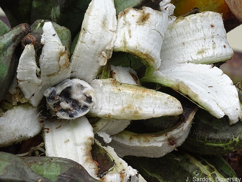 Schizocarpic fruits help animals disperse the seeds.