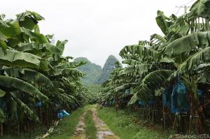 Banana plantation in the Guangxi autonomous region of China. (A. Scheidel, ICTA)