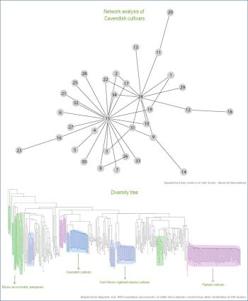 Network analysis constructed from genebank accessions representing Cavendish cultivars. The lines link accessions that are genetically closest to each other. Number 15 ('Williams') and 24 ('Grande Naine') are popular sources of mutants which when they are propagated by farmers become cultivars. The diversity tree, which includes both wild and cultivated bananas, shows that cultivar diversity in any given subgroup is underpinned by low genetic diversity.