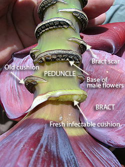 Parts of the inflorescence implicated in insect transmission, by I. Buddenhagen.