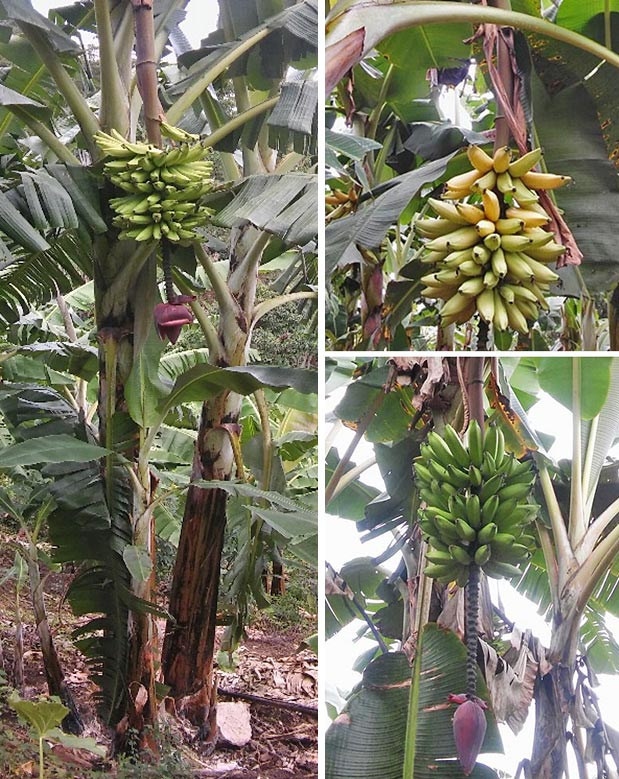 Iholena cultivars have a distinctly shaped bunch whose fruits point out at right angle. INIA scientists have documented four main forms of 'Isla', named after the colour of their [http://www.promusa.org/Morphology+of+banana+plant#Pseudostem|pseudostem]. Clockwise from left: the 'Isla Negro' form, which is said to be less susceptible to diseases; the popular 'Isla Blanco' form, appreciated for the quality of its fruits; and 'Isla Verde', the form with the lowest commercial value because of the small size of its fruits. The fourth form is 'Isla Rosado', with its reddish pseudostem (see below). 