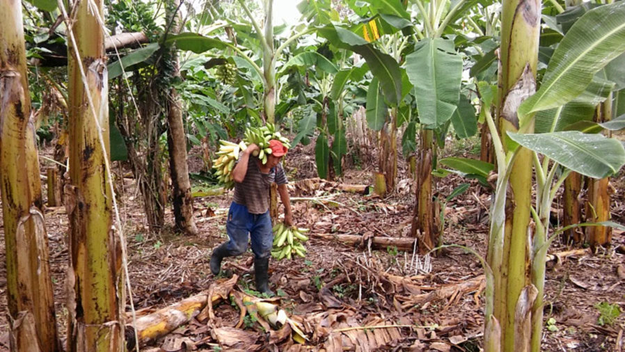 The demand for 'Isla' and 'Palillo' bananas, which keeps prices high, attracts thousands of farmers (the exact number is not known) to participate in the informal supply chain.