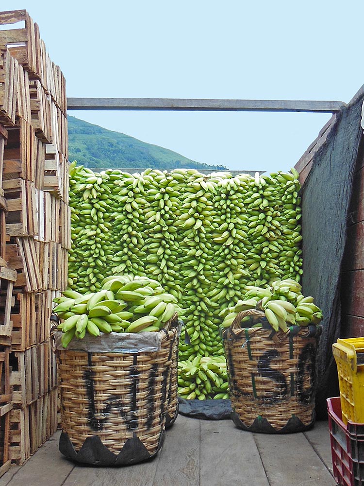 The Andes separate the farmers from their markets on the coast. The bananas are transported by truck. It’s not unusual for the trip to take as long as 10 to 12 hours.