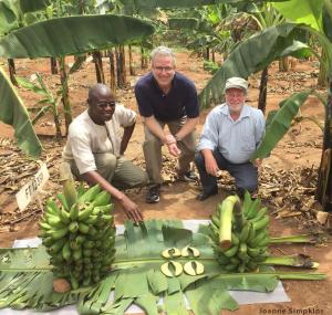From left to right: W. K. Tushemereirwe, Fil Randazzo and James Dale in one of the field trials of biofortified bananas in Uganda. 