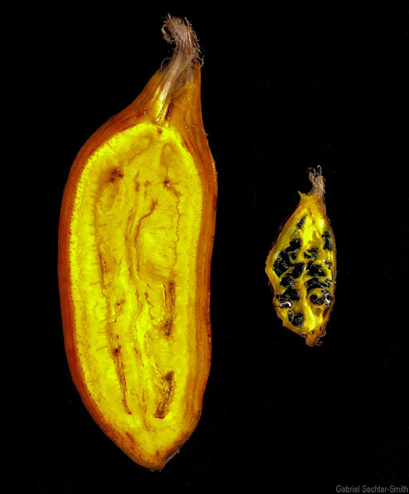 Fe'i bananas have followed a parallel but separate domestication path from the edible bananas derived from species in the Musa section. On the left is a Fe'i banana, called 'Wore' in PNG, and on the right is its presumptive wild ancestor Musa maclayi, a species in the Callimusa section. Fe'i bananas' claim to fame is their bright yellow to orange pulp, which indicates high levels of carotenoids that the body converts to vitamin A. These high carotenoid levels have another effect on the body that is nicely summed up in a common name we've common across for them in PNG, 'Yelo Pispis Banana'.