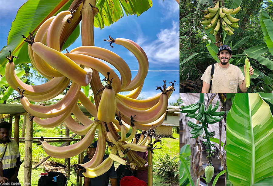 Another day in PNG, another diploid banana. The eye-catching immature reddish bananas on the left turn whitish yellow at maturity but remain swirly. 'Pagal' (top right) produces large and delicious fruits, and 'Mapalepa' is a variegated cultivar (bottom right). The diploids of PNG are a puzzle. We don’t know how they relate to each other. DNA evidence shows that they tend to cluster together, except for a few outliers. It’s hard to say anything specific about them at this point, beyond appreciating the diversity for what it is.