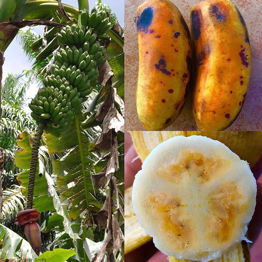 When I first came across this banana in 2011 in the Solomon Islands, I thought it was a triploid Pisang Awak cultivar, albeit a particularly large and vigorous selection. In 2016, I saw it again during a collecting mission to Bougainville. Having learned a thing or two about bananas, I called it as a tetraploid Pisang Awak-derived hybrid. Lo and behold, the molecular results showed that it was indeed one. There is some speculation as to the identity of the donor of the extra set of chromosomes. It could be a species from another section, the one that has the ancestors of Fe'i bananas. I saw it again in 2019 in West New Britain, PNG, where the photos were taken. This time I got to sample the fruit. Note the distinct orange cast to the fruit pulp and peel, probably evidence of its intersectional parentage. It tastes like a more flavorful Pisang Awak. It’s a massive plant that produces a huge bunch and has drooping leaves that almost touch the ground.