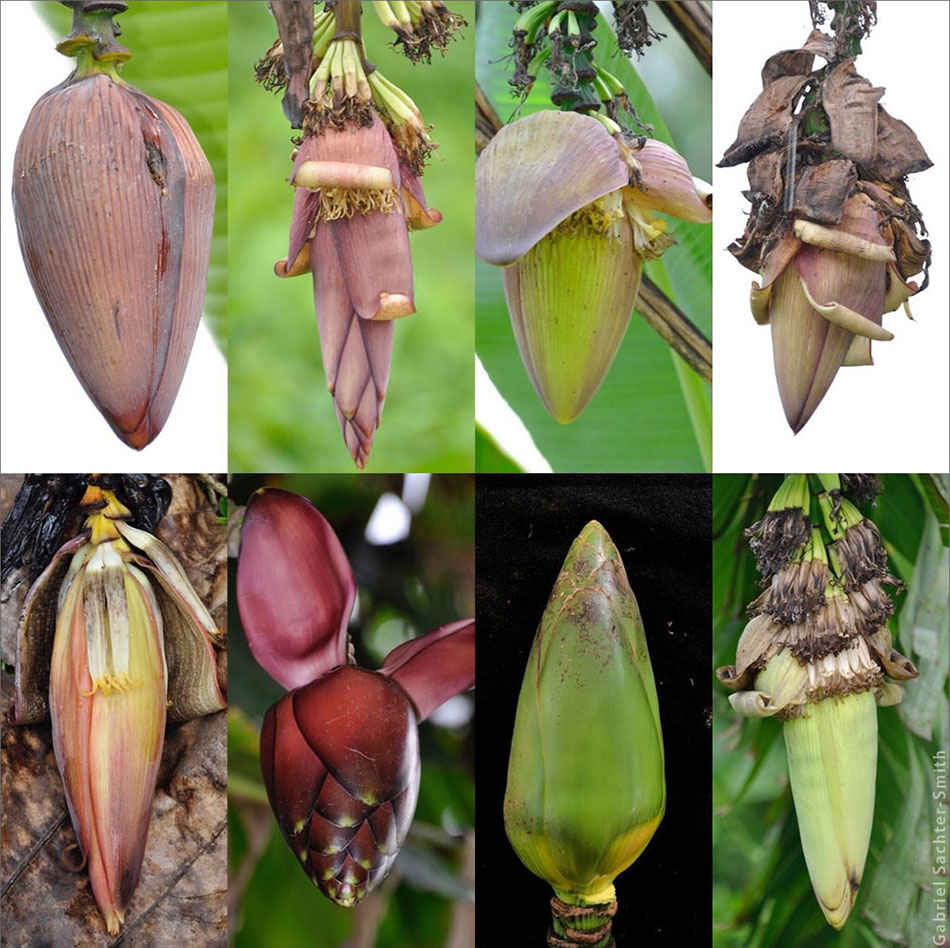 The diversity of banana fruits usually gets all the attention, but I find the male buds equally interesting. Here is a sampling of a few of the buds seen in West New Britain. The color of the bracts, the way they lift or roll, and overlap at the apex are also important traits to look at when identifying cultivars.