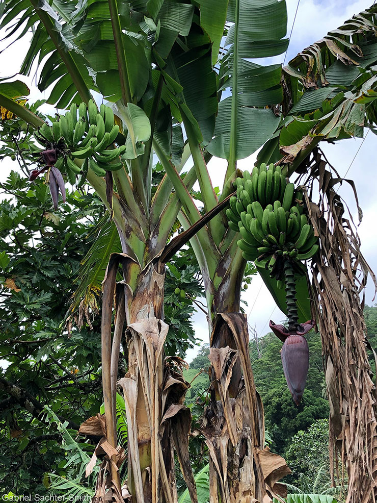 In Samoa, we stumbled on the rare sight of two Maoli-Popoulu cultivars on the same mat. The shoot on the right is 'Fa'i Samoa Aumalie', and the one on the left 'Fa'i Samoa Pupuka'. Normally, the shoots on a mat are genetically identical to each other (edible bananas reproduce vegetatively through shoots, called suckers, that sprout on the rhizome). Sometimes, however, mutations and so-called epigenetic processes disrupt the natural cloning process. If the mutant shoot's traits appeal to farmers, it will be propagated and become a new cultivar (that’s how diversity has been created since cultivars became essentially sterile). In this case, we don't know which shoot spontaneously changed and whether it’s a one-off event. What’s also interesting is that these Maoli-Popoulu cultivars share morphological characteristics with Plantains, even though they are not identified as such. 'Fa'i Samoa Aumalie' is like a French type (large bunch with a fully developed male bud), whereas 'Fa'i Samoa Pupuka' is like a False Horn type (fewer larger fruits and a quickly degenerative male bud).