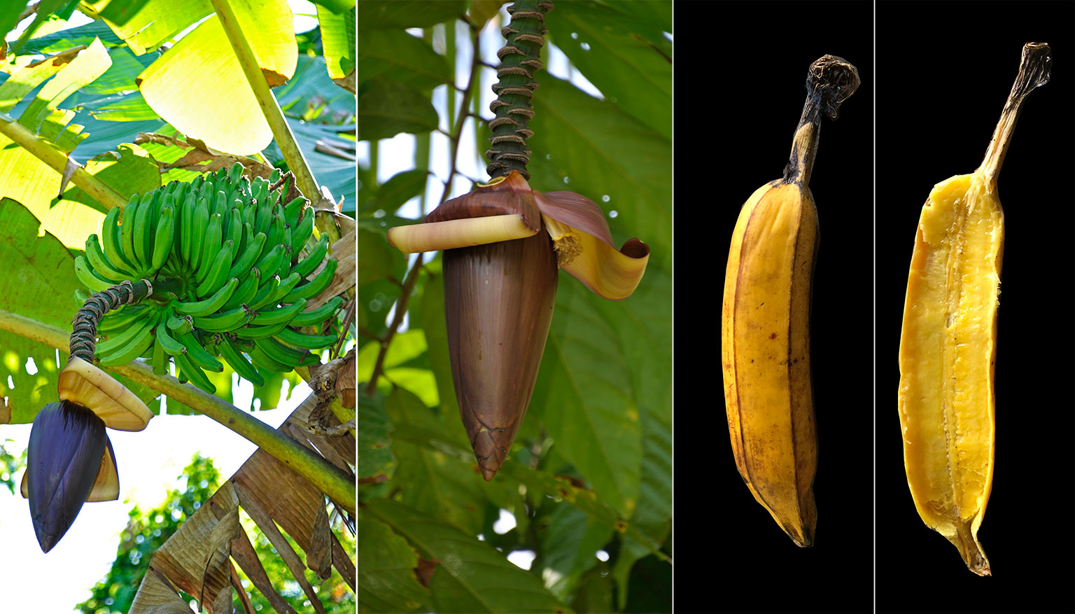 Where banana diversity defies expectations : News and analysis ...