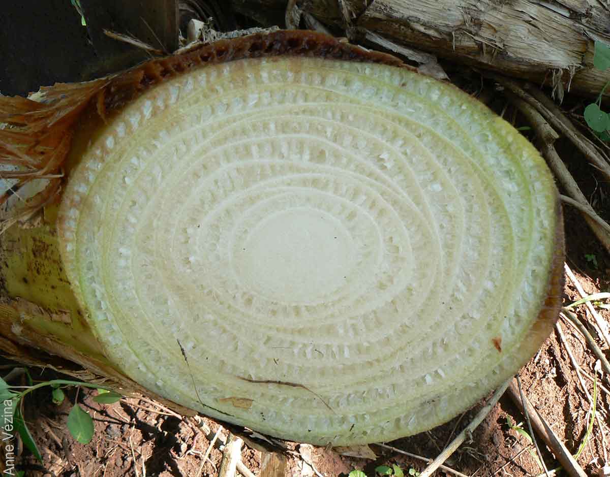 The stem is visible in the center of the pseudostem.