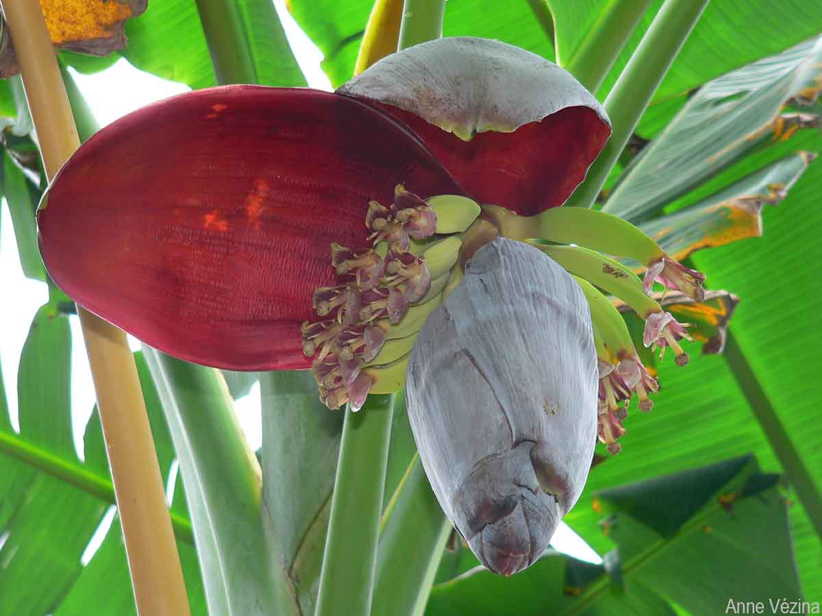 Female flowers