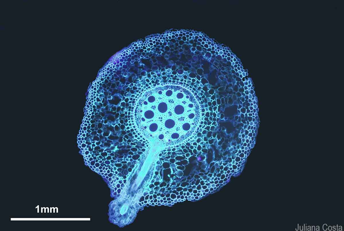 Cross-section of a root showing the formation of a lateral root.