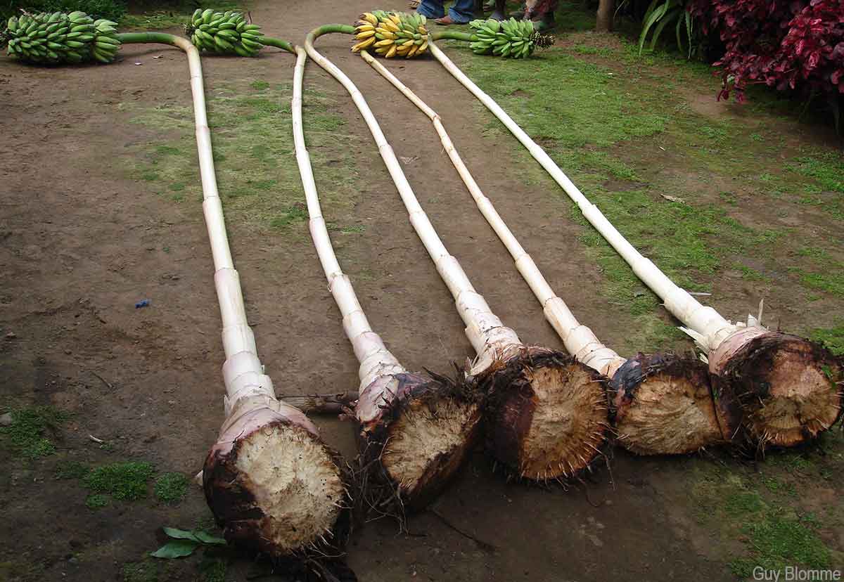 Banana plants stripped of their leaves to reveal the stem.