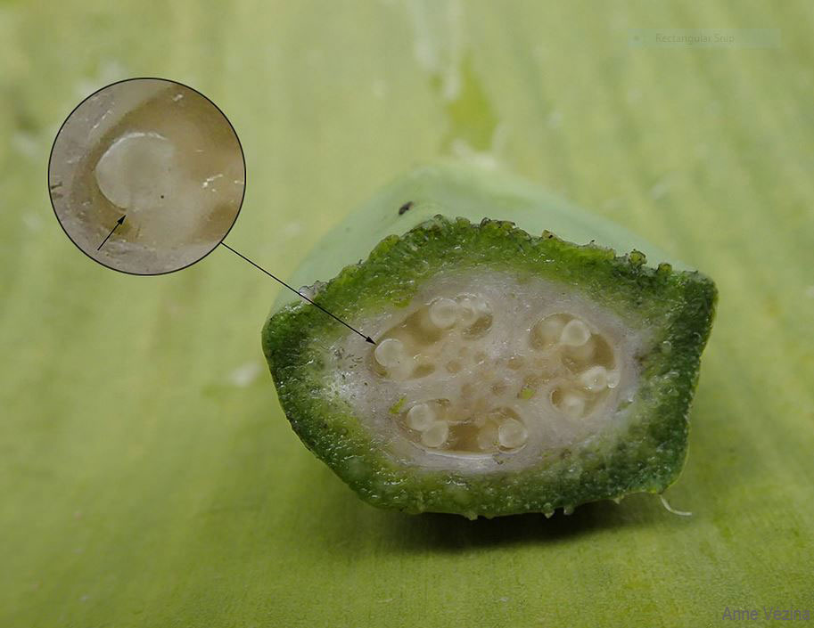 Cross section of an ovary of Musa basjoo showing the three locules. The inset shows the micropyle, the opening through which the pollen tube enters the ovule. 