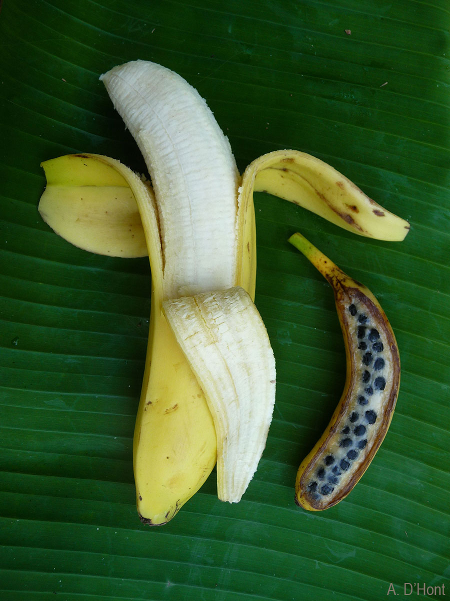 Cavendish cultivar and its wild ancestor, Musa acuminata