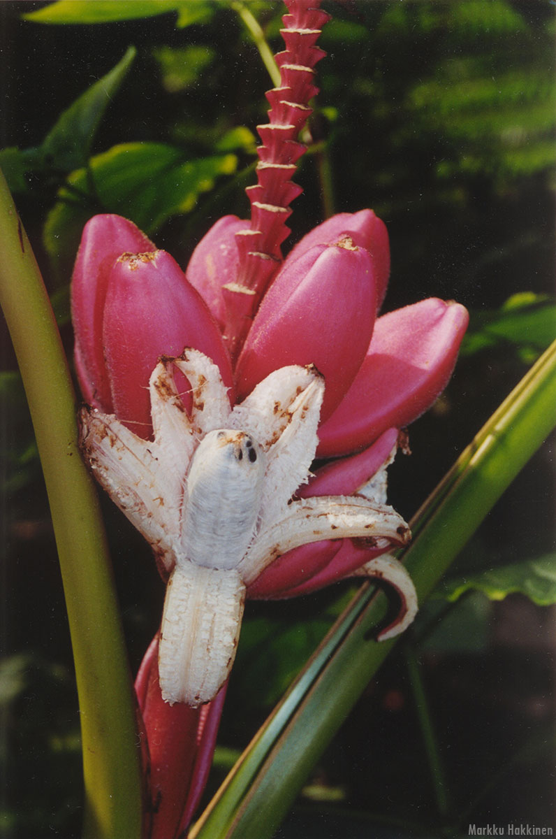 Musa velutina