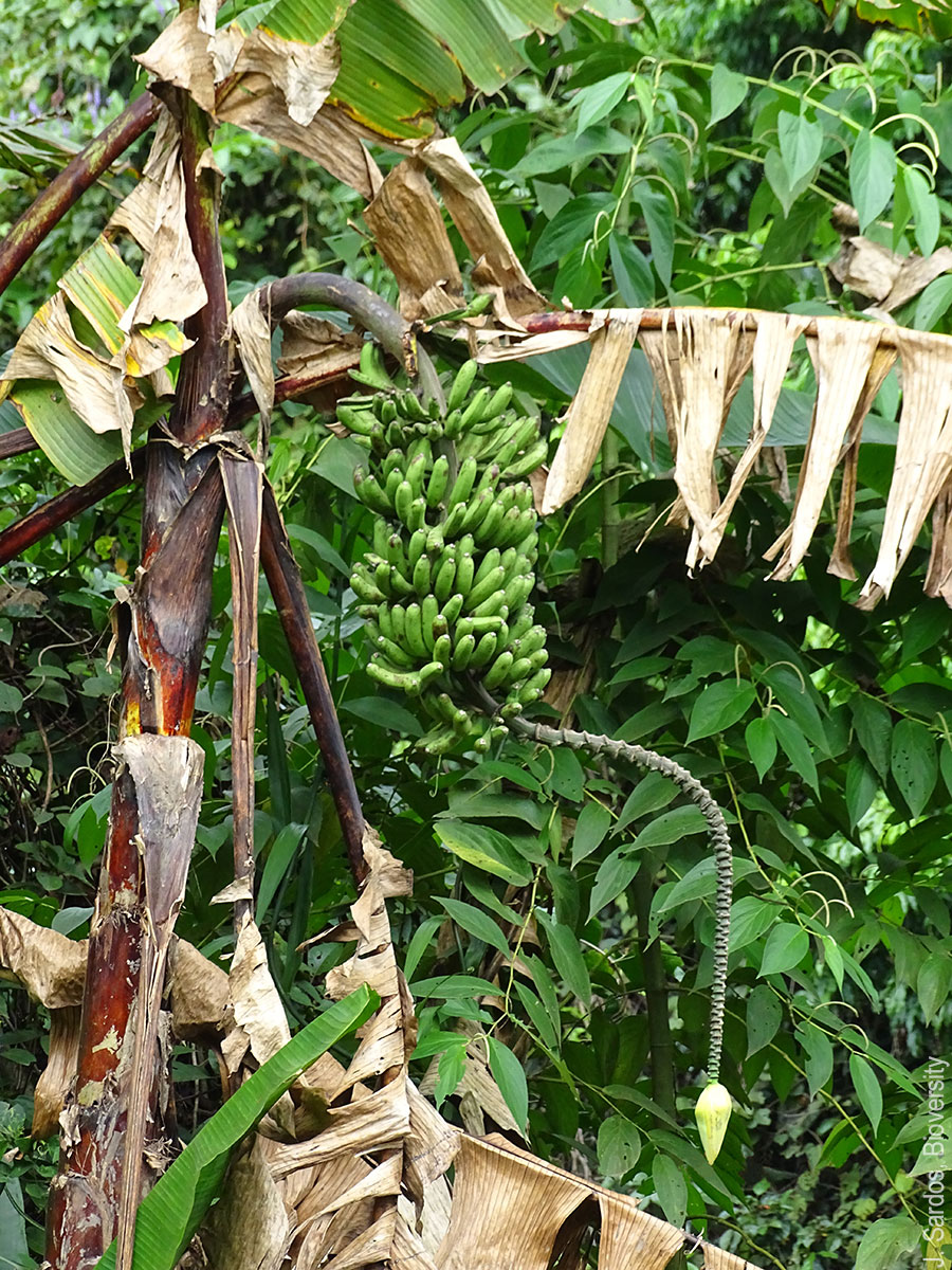 Musa acuminata ssp. banksii with green male bud in Papua New Guinea. (J. Sardos, Bioversity)