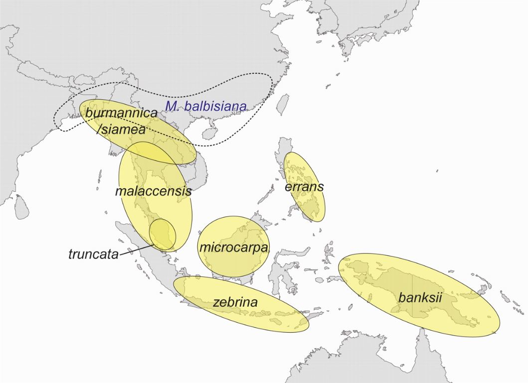 Distribution Of Musa Acuminata Subspecies Perrier Et Al