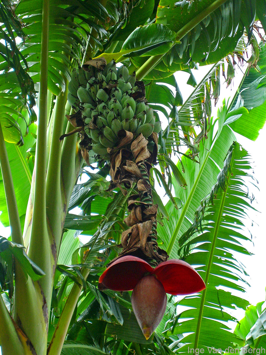 The species in the former Eumusa section were described by Cheesman as being more than 3 meters high, having pendent or semi-pendent inflorescences, many flowers to a bract and dull-coloured bracts. The section includes Musa acuminata and Musa balbisiana (photo).