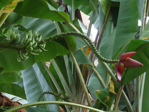 Musa Serpentina Web