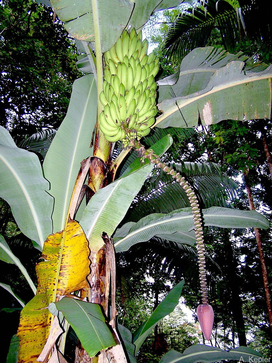 Curved peduncle