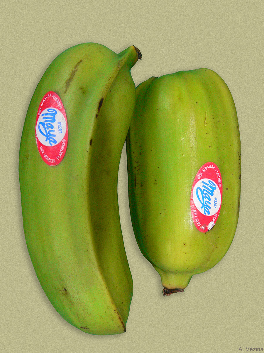 Huamoa Bananas Av Web