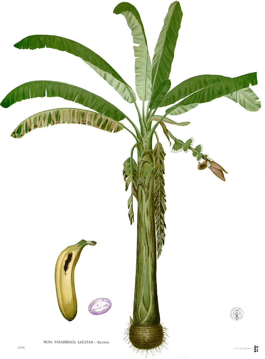 Illustration of 'Lakatan', then spelled with a 'c', in Flora de Filipinas. (Source Wikimedia Commons)