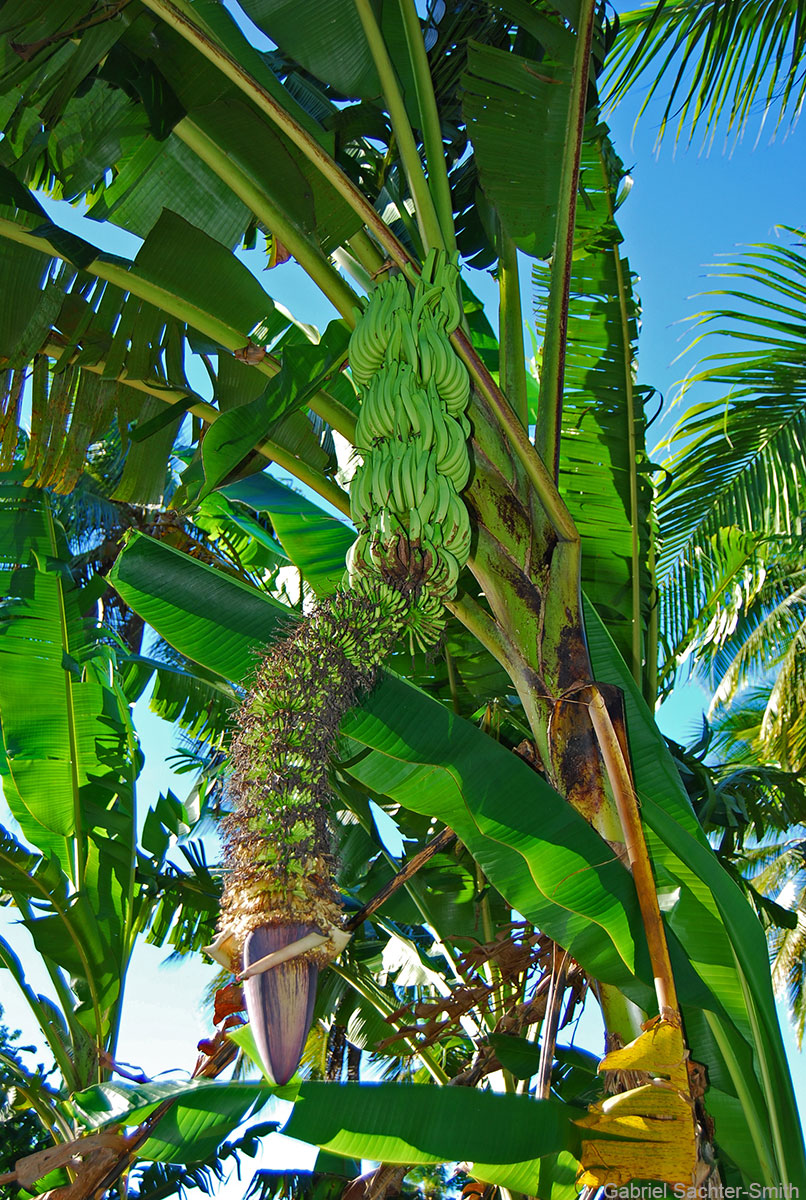 Pisang Jari Buaya Gss Web