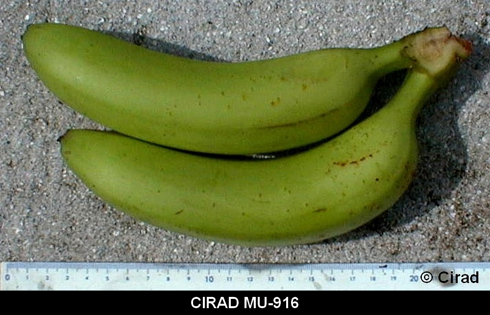 FLHORBAN 916 Fruit Cirad