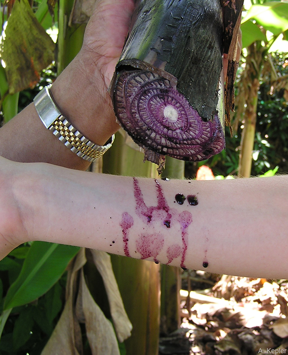 The purple sap of Utin Iap, a Fei banana from the Micronesian island of Pohnpei.