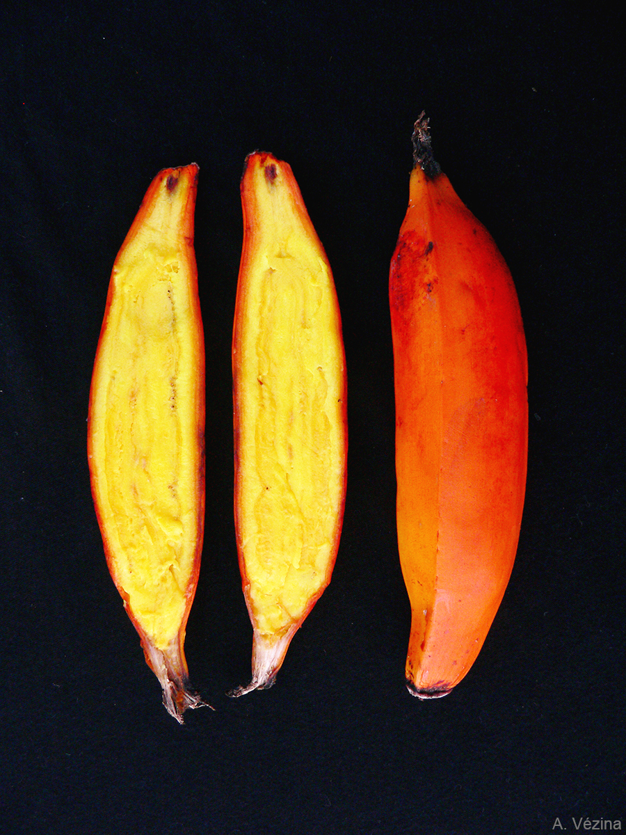 Afara, an orange-fleshed Fei banana from Tahiti. Such  fruits tend to have high levels of provitamin A carotenoids.