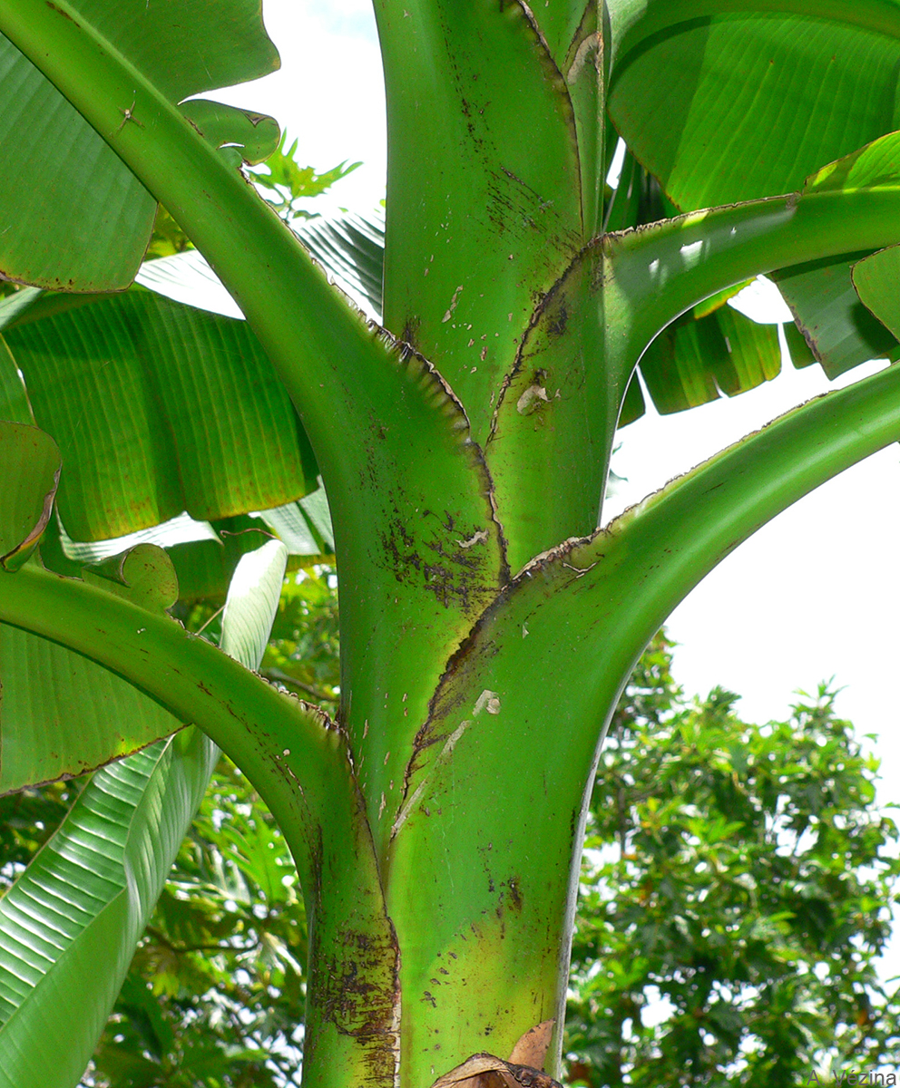 The petiole base of Fei bananas is distinctlly frilly.