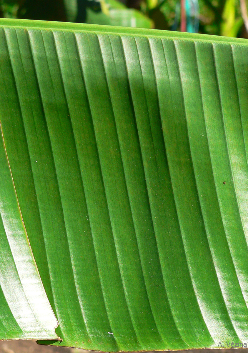 The leaves of Fei bananas usually have strong cross-corrugations.