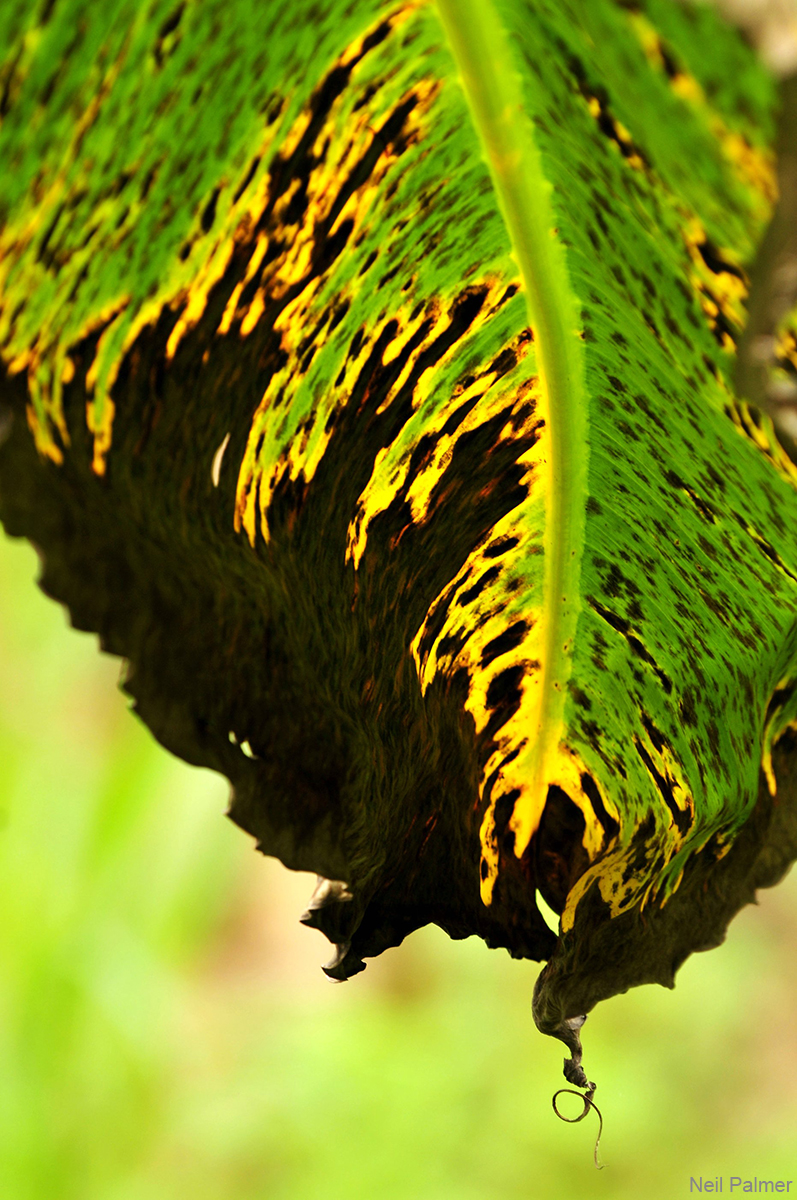 BLSD On Plantain Np Web