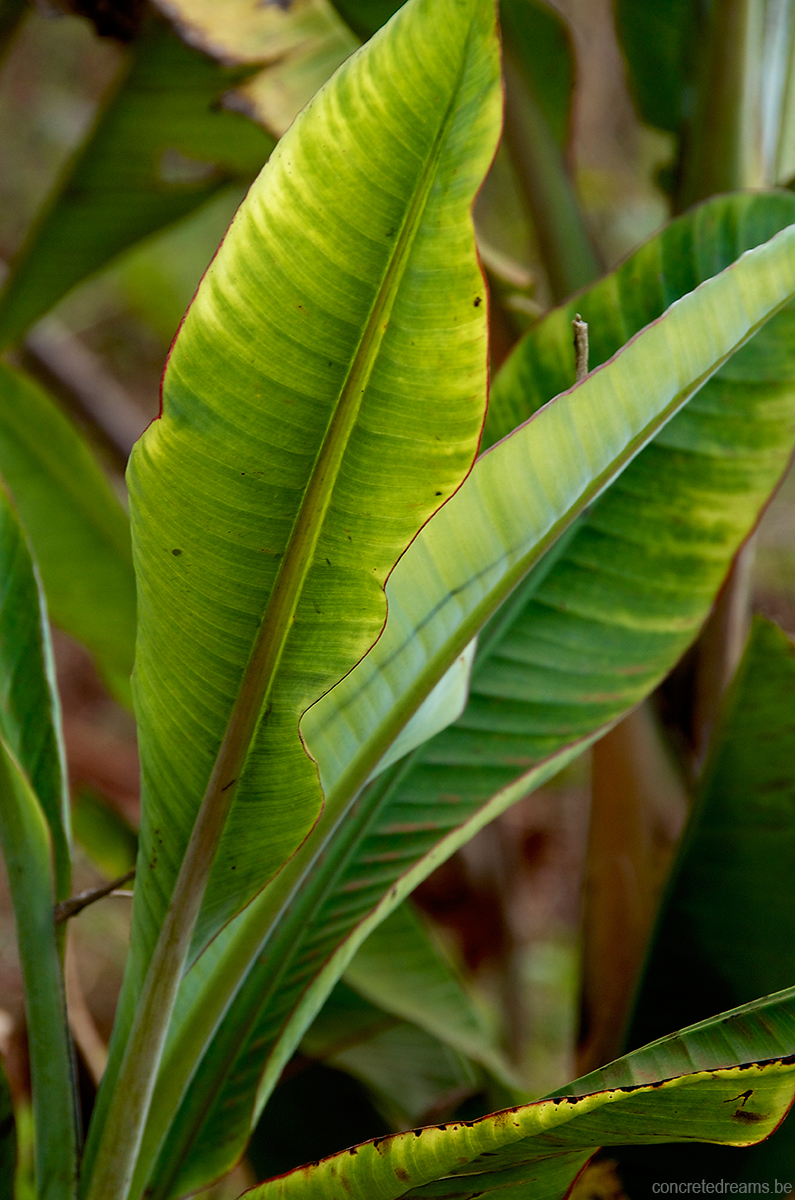 Narrow and short leaves and bleached (chlorotic) margins.